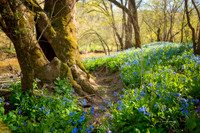 Bluebells